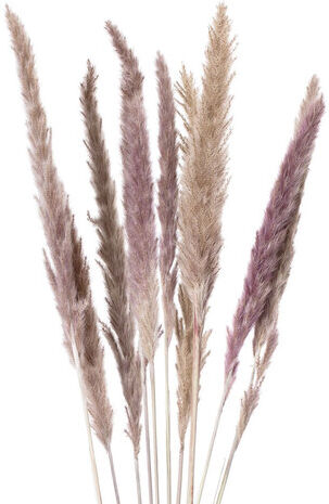 Pampas-Gras, natur, 50–60 cm, 10 Stück