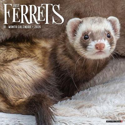 Ferrets 2026 Wall Calendar