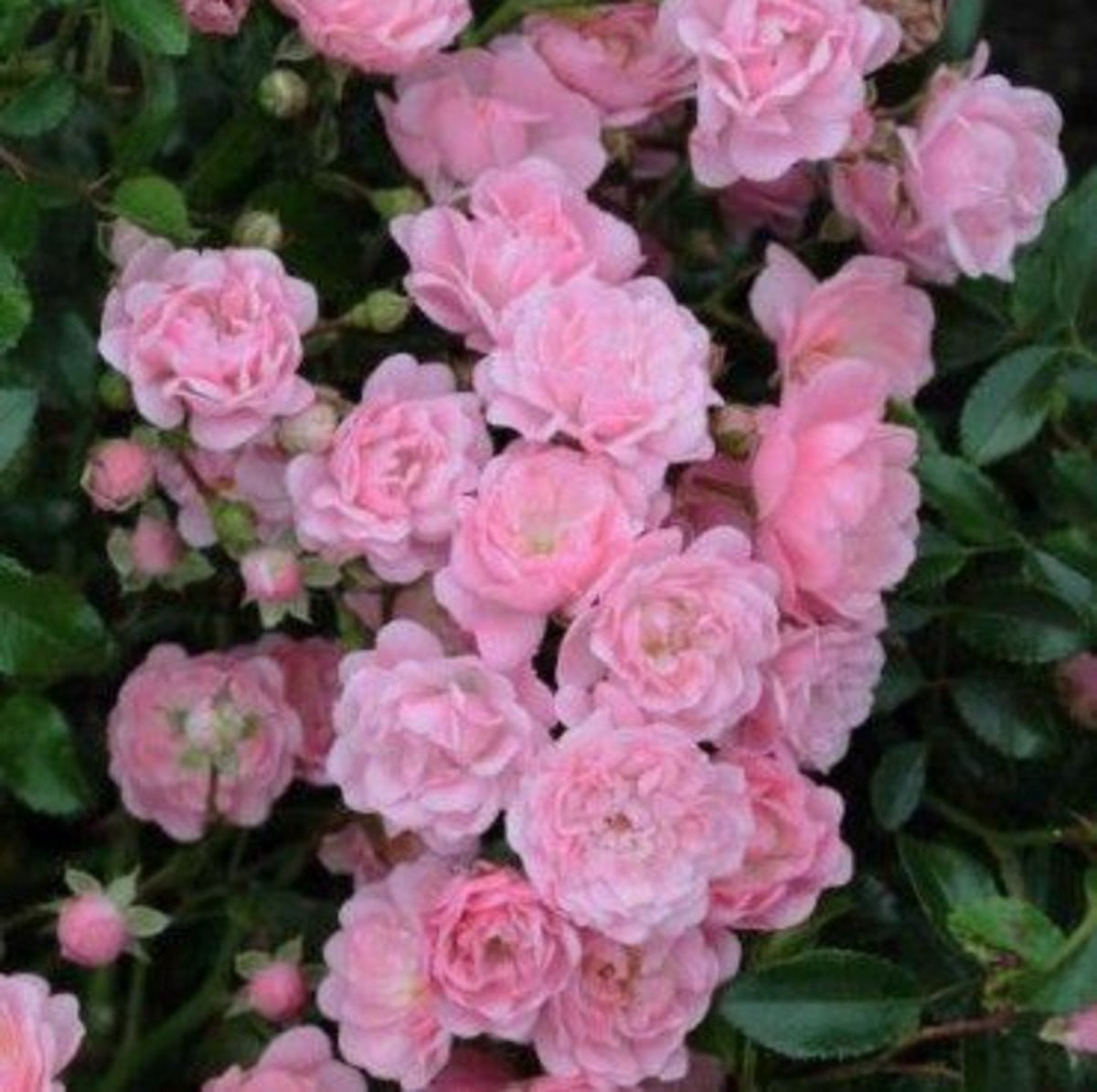 Rosa (PA) 'The Fairy' Roos - 10-15 cm in pot