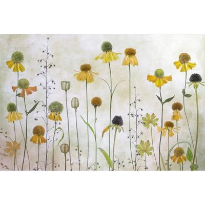 Papermoon "Photo-Art MANDY DISHER, HELENIUM"