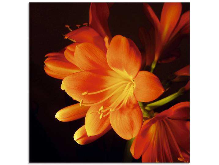 Glasbild ARTLAND Clivie in leuchtendem Orange , orange (farbe bild(er): orange), B:30cm H:30cm, Bilder, Glasbild, in verschiedenen Grössen