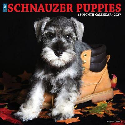 Schnauzer Puppies 2027 12 X 12 Wall Calendar