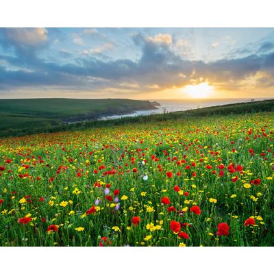 Fototapete PAPERMOON "BLUMEN-WIESE-MOHN FELD CORNWALL MEER KÜSTE SONNE WOLKEN", bunt, B:2,5m L:1,86m, Vlies, Tapeten