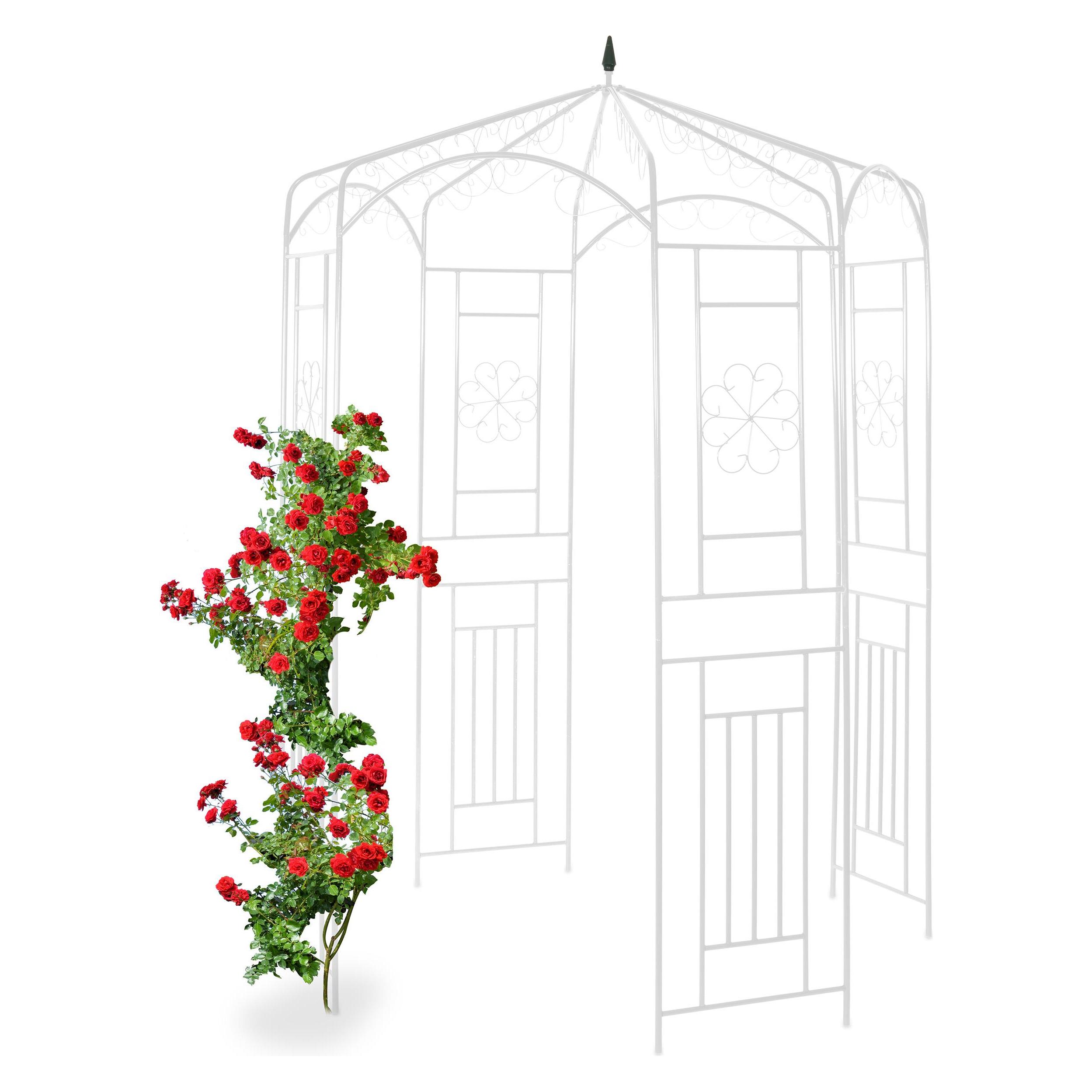 Relaxdays Rosenpavillon (160 cm, 160 cm) (4052025931735)