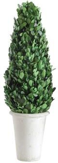 Storied Home Preserved Boxwood Cone Topiary in Clay Pot