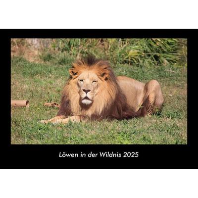 Löwen in der Wildnis 2025 Fotokalender DIN A3