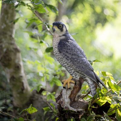 Hi-Line SoReal Brown Peregrine Falcon on branch