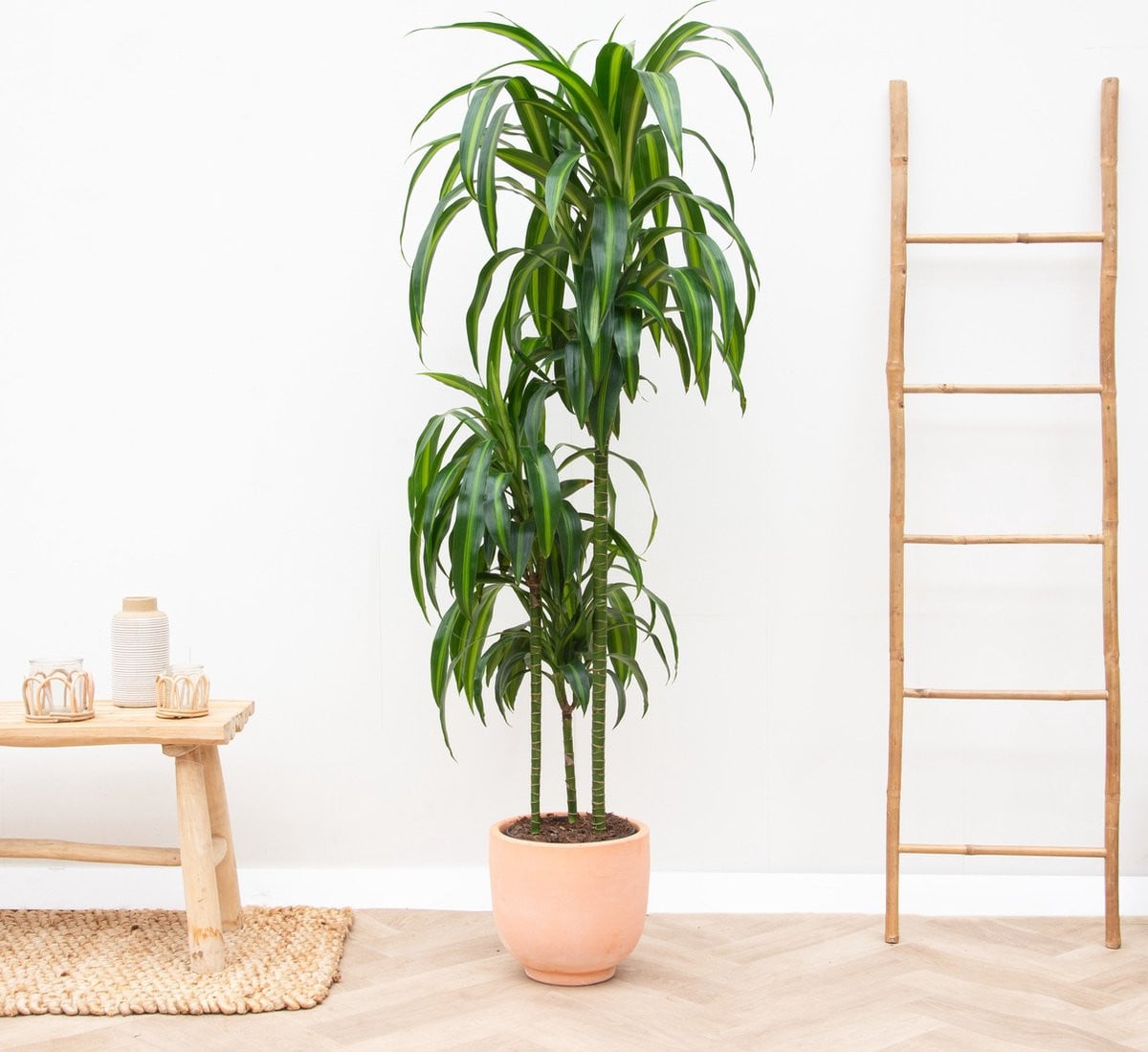 Dracaena Hawaiian Sunshine - 150 cm