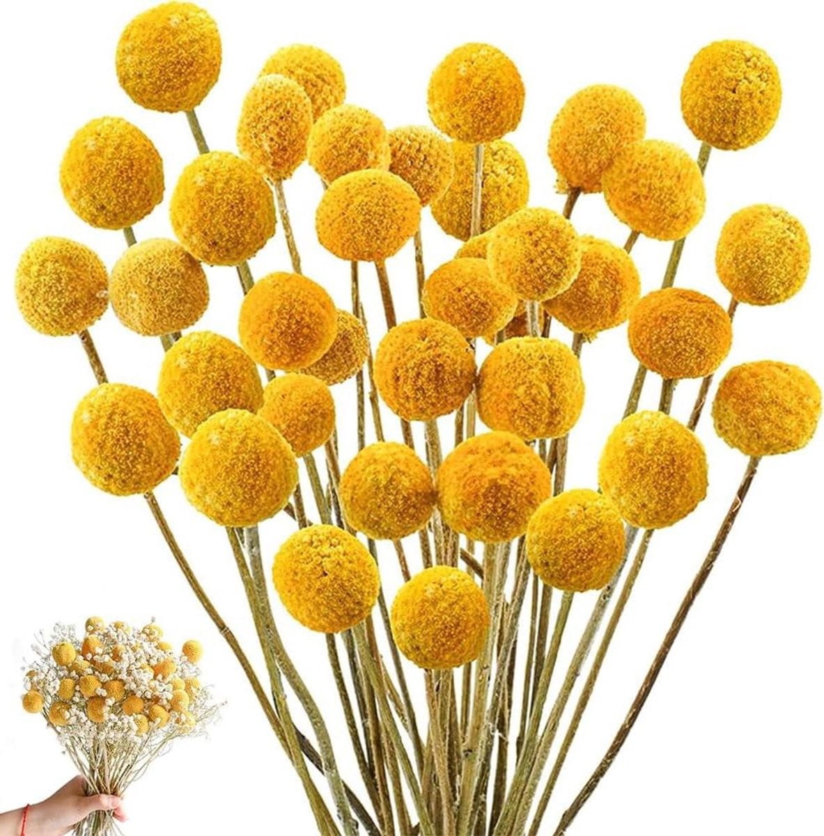 Gedroogde Billy Ballen Craspedia - 50 stuks - Geel