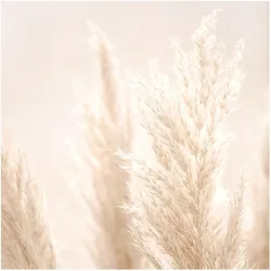 FOTOTAPETE Pampasgras im Sonnenlicht 288/288 cm