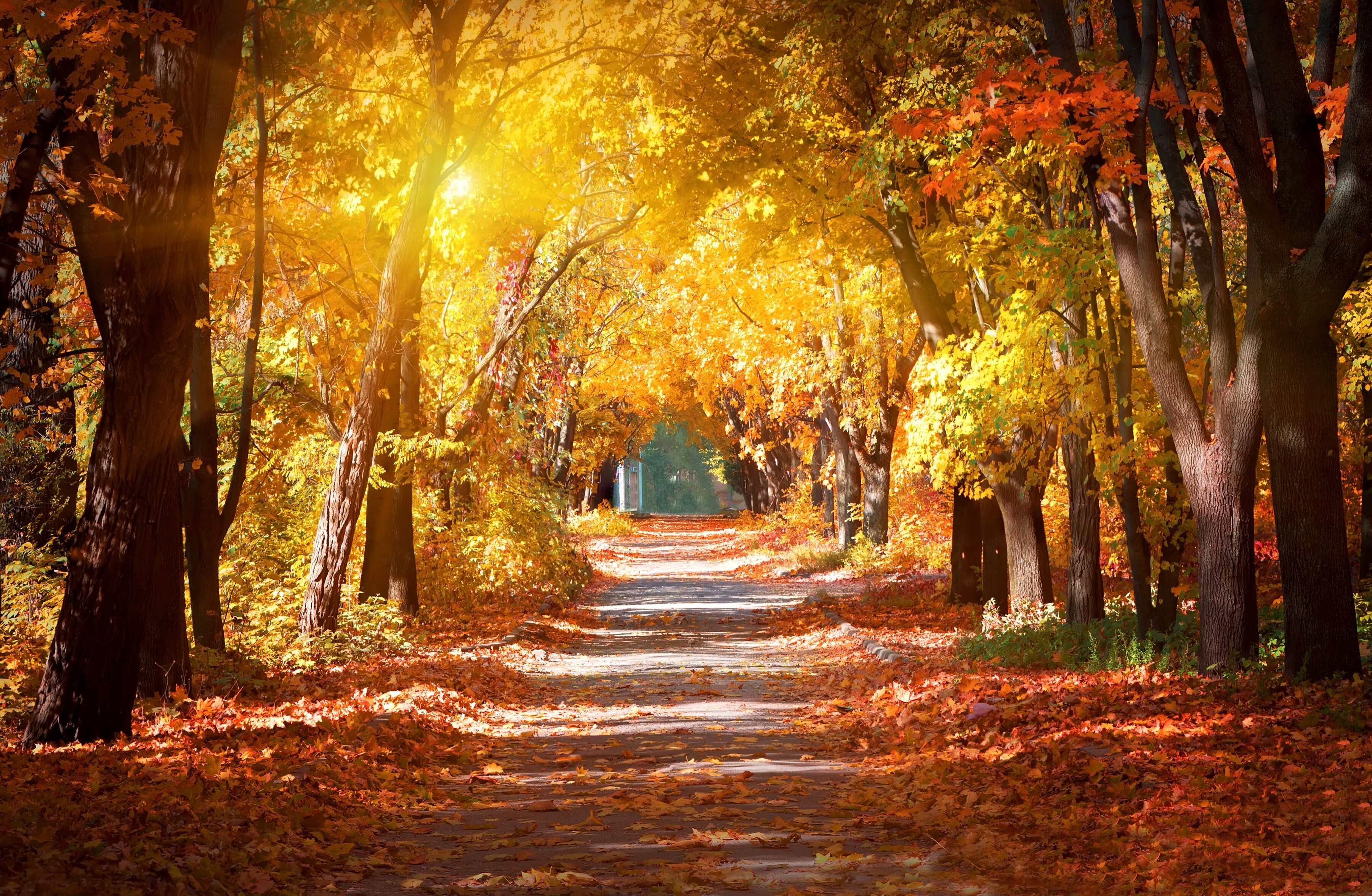 Fototapete PAPERMOON "Alley in the Autumn Park", bunt, B:5m L:2,8m, Vlies, Tapeten, Fototapete bunt B/L: 5m x 2,8m, Bahnen: 10 Stk.