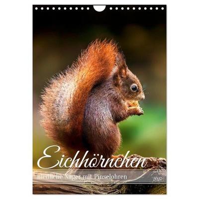 Niedlicher Nager - Das Eichhörnchen (Wandkalender 2027 DIN A4 hoch), CALVENDO Monatskalender