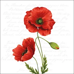 Ambiente 20 Servietten Papier 33x33cm 3-lagig - hochwertige Einweg Papierservietten Mohnblumen rot botanisch Sommer Tischdeko florales Design Gartenfest natur