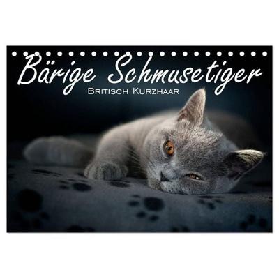 Bärige Schmusetiger - Britisch Kurzhaar (Tischkalender 2027 DIN A5 quer), CALVENDO Monatskalender
