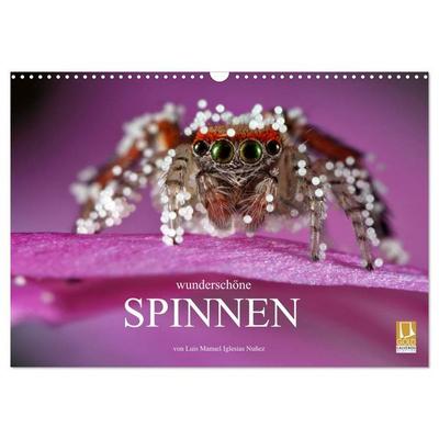 Wunderschöne Spinnen (Wandkalender 2026 DIN A3 quer), CALVENDO Monatskalender