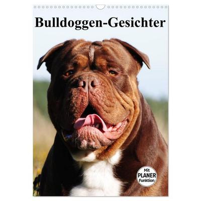Bulldoggen-Gesichter (Wandkalender 2026 DIN A3 hoch), CALVENDO Monatskalender
