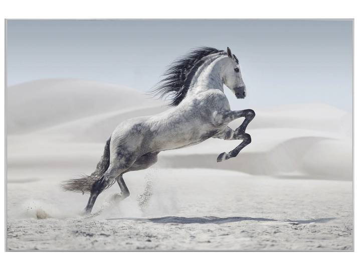 Bild mit Rahmen Wildpferd image LAND