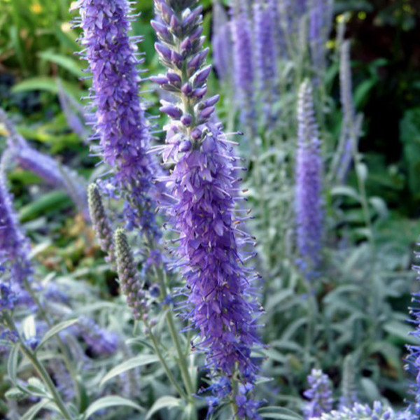 6x Veronica spicata Incana Blauwe ereprijs in pot van 9x9 cm van Arborix
