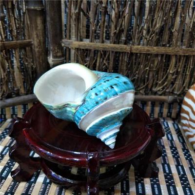 Inspired Living Large Green Banded Turbo Shells For Hermit Crabs And Coastal Home Decor b