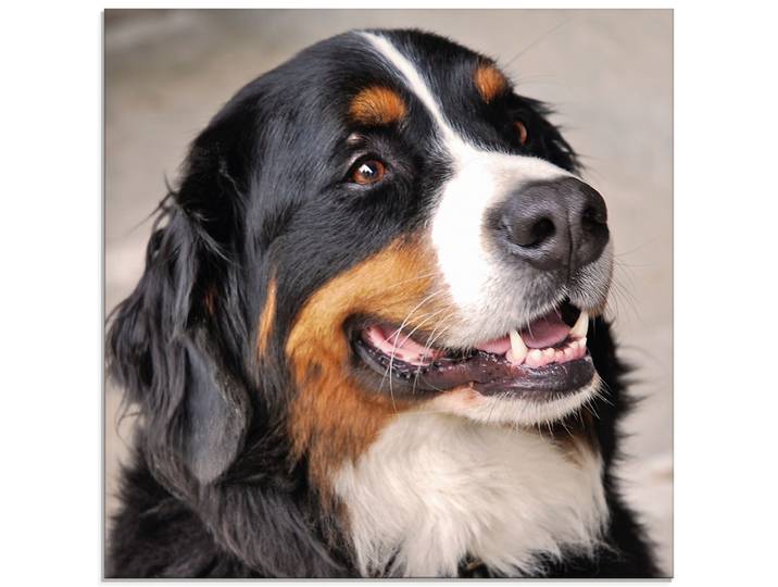 Glasbild ARTLAND Berner Sennenhund , braun (farbe bild(er): braun), B:30cm H:30cm, Bilder, Glasbild, in verschiedenen Grössen