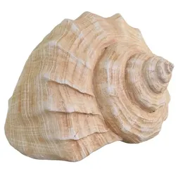 Chic Antique Dekofigur Muschel aus Kunstharz, H10,5/L13,5/B8,5 cm, natur