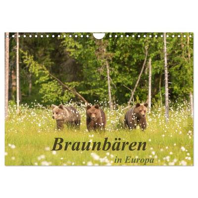 Braunbären in Europa (Wandkalender 2026 DIN A4 quer), CALVENDO Monatskalender