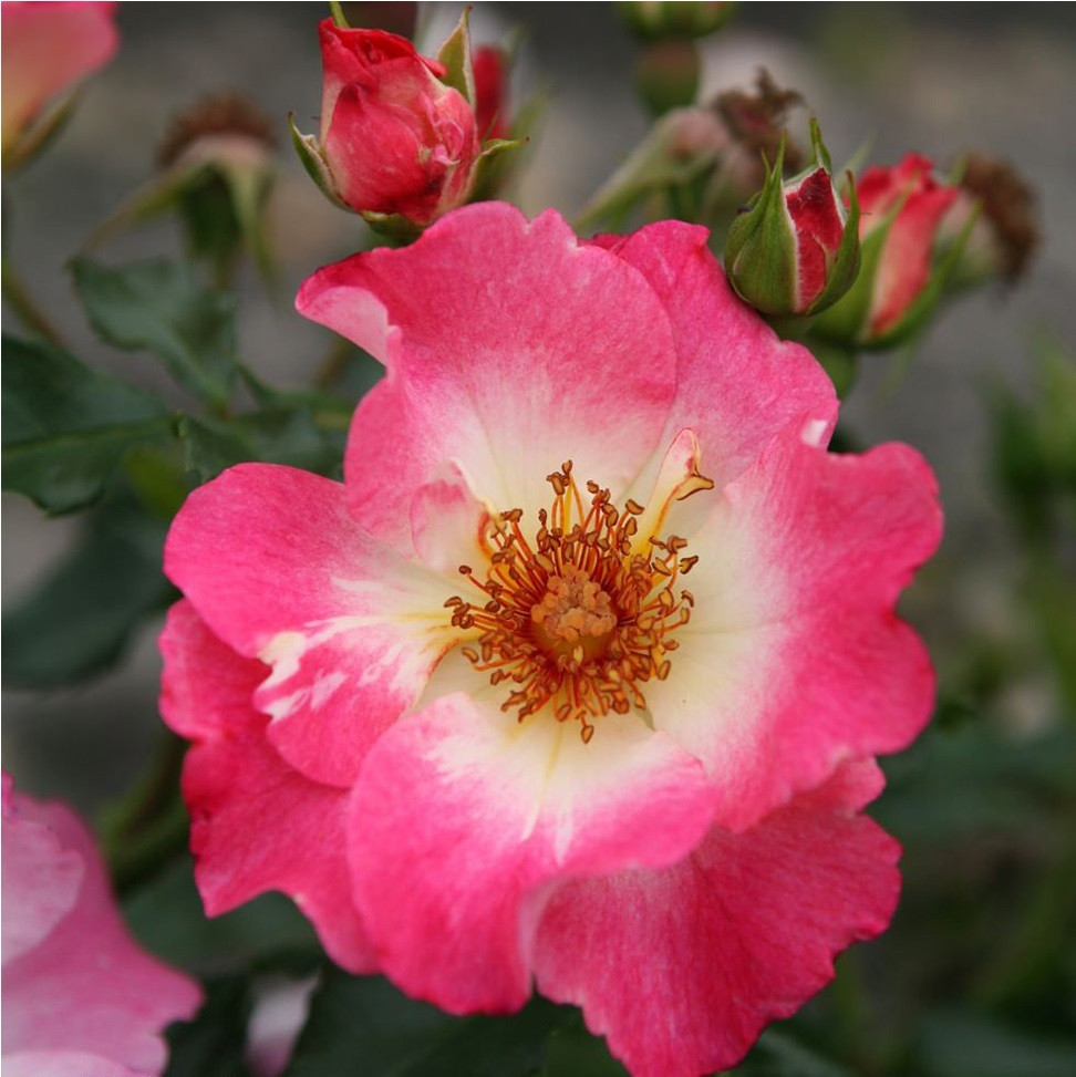 Kordes Nektar Roos Rosa Dolomiti