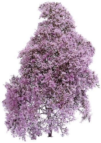 Busch 3587 Frühling Lila, Blühend
