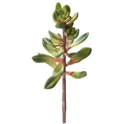 Hobby Kalanchoe, Höhe 20 cm
