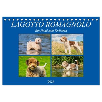Lagotto Romagnolo - Ein Hund zum Verlieben (Tischkalender 2026 DIN A5 quer), CALVENDO Monatskalender