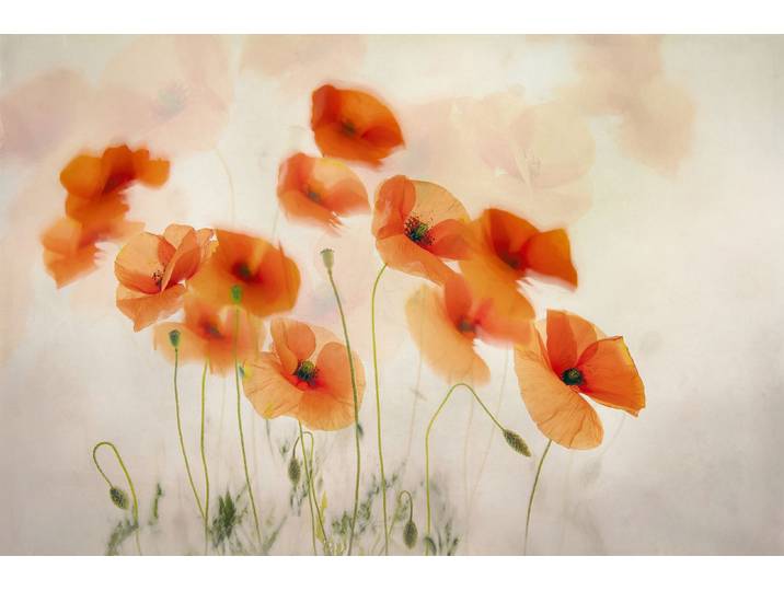 Fototapete PAPERMOON Photo-Art NEL TALEN, IM WIND WINKEN , bunt, B:1,5m L:1,11m, Vlies, Tapeten, Fototapete