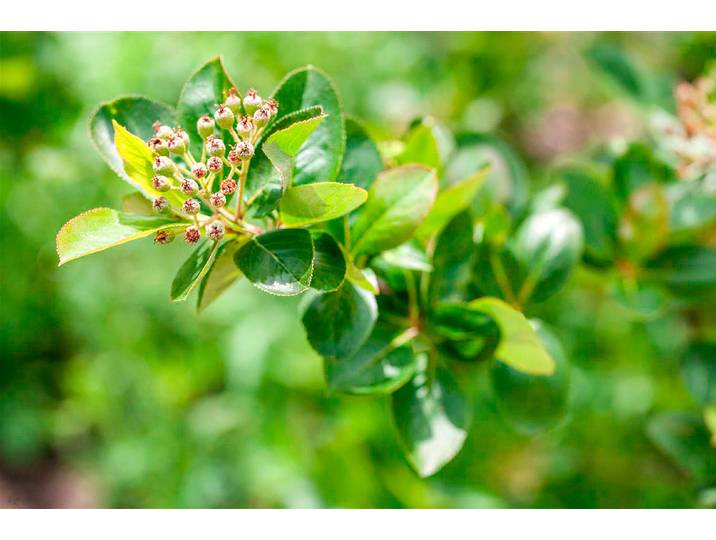 Aronia Apfelbeere Viking ' ⌀ 22 cm'