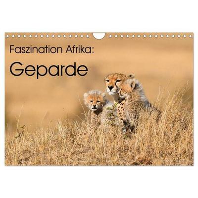 Faszinaton Afrika: Geparde (Wandkalender 2026 DIN A4 quer), CALVENDO Monatskalender