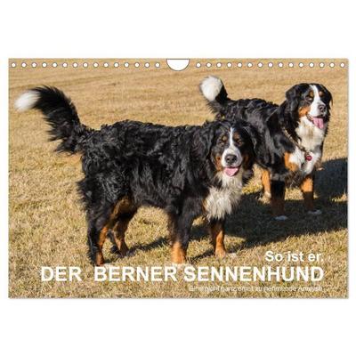 So ist er. Der Berner Sennenhund (Wandkalender 2026 DIN A4 quer), CALVENDO Monatskalender
