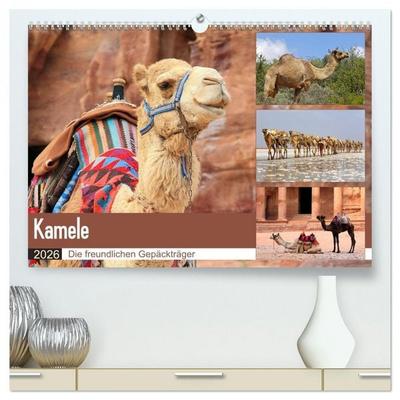 Kamele - Die freundlichen Gepäckträger (hochwertiger Premium Wandkalender 2026 DIN A2 quer), Kunstdruck in Hochglanz