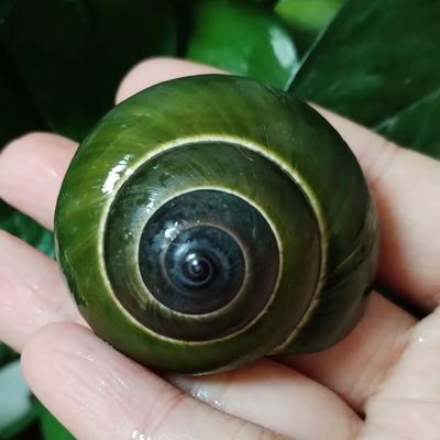 Inspire Select Natural Green Jade Snail Shell Decor Dyakiidae Aquarium & Terrarium Landscaping Ornament 1.77 2.17 In