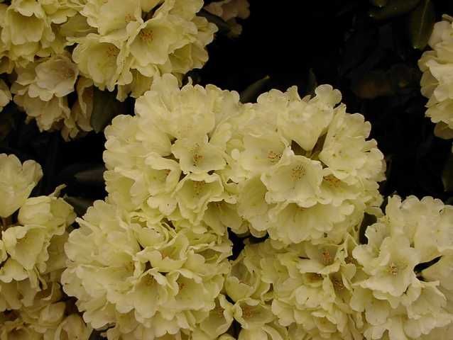 Pflanzen Rhododendron PG II + III Liebhaber gelb 5 l Container