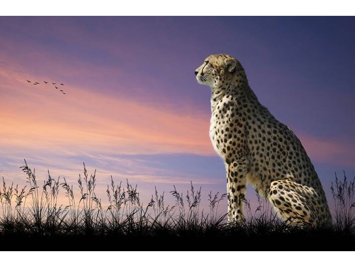 Papermoon GEPARD-NATUR LÖWE TIGER PUMA JAGUAR DSCHUNGEL TIERE XXL