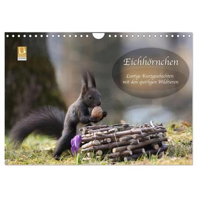 Eichhörnchen - Lustige Kurzgeschichten mit den quirligen Wildtieren (Wandkalender 2026 DIN A4 quer), CALVENDO Monatskalender
