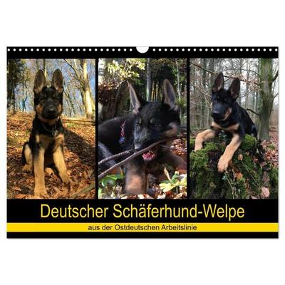 Deutscher Schäferhund-Welpe - aus der Ostdeutschen Arbeitslinie (Wandkalender 2026 DIN A3 quer), CALVENDO Monatskalender
