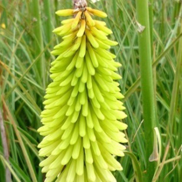 6 x Kniphofia Ice Queen Fackellilie in pot van 9x9 cm