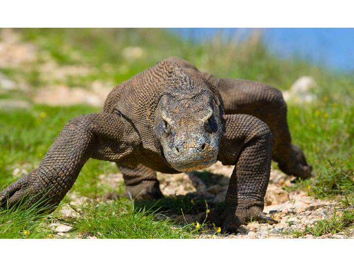 Fototapete PAPERMOON Komodo Drache , bunt, B:2m L:1,49m, Vlies, Tapeten, Fototapete