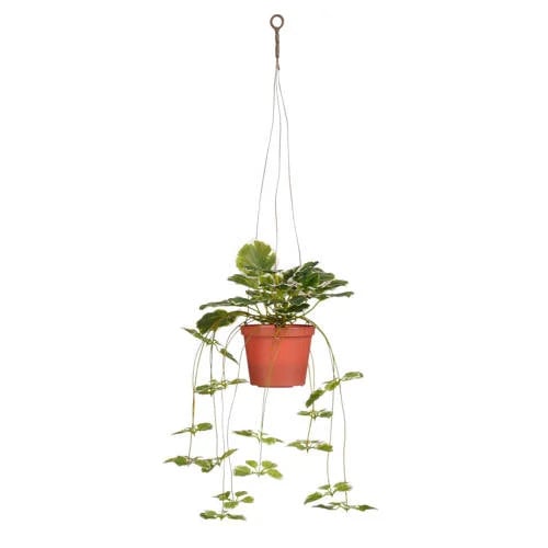 Mica Decorations hangende kunstplant Begonia