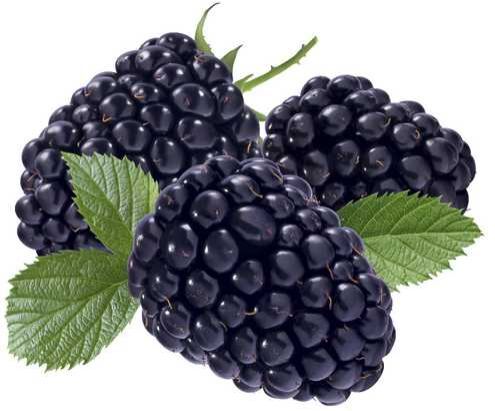 Pflanzen Beerenobst Brombeere 3 Liter Container