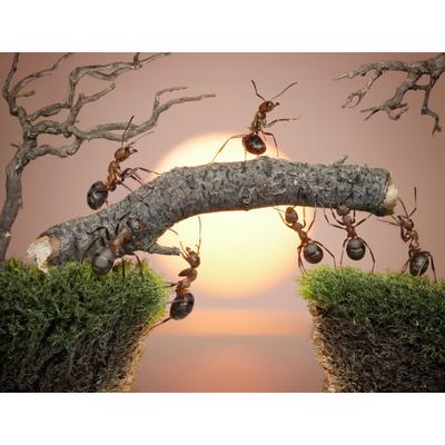 Fototapete PAPERMOON "Ants Teamwork", bunt, B:4m L:2,6m, Vlies, Tapeten