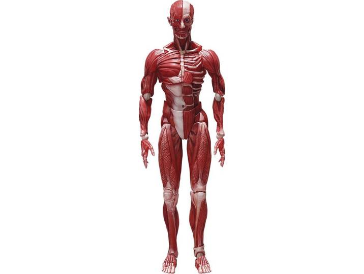 FREEing Actionfigur Original Character Human Anatomical Model Figma Actionfigur
