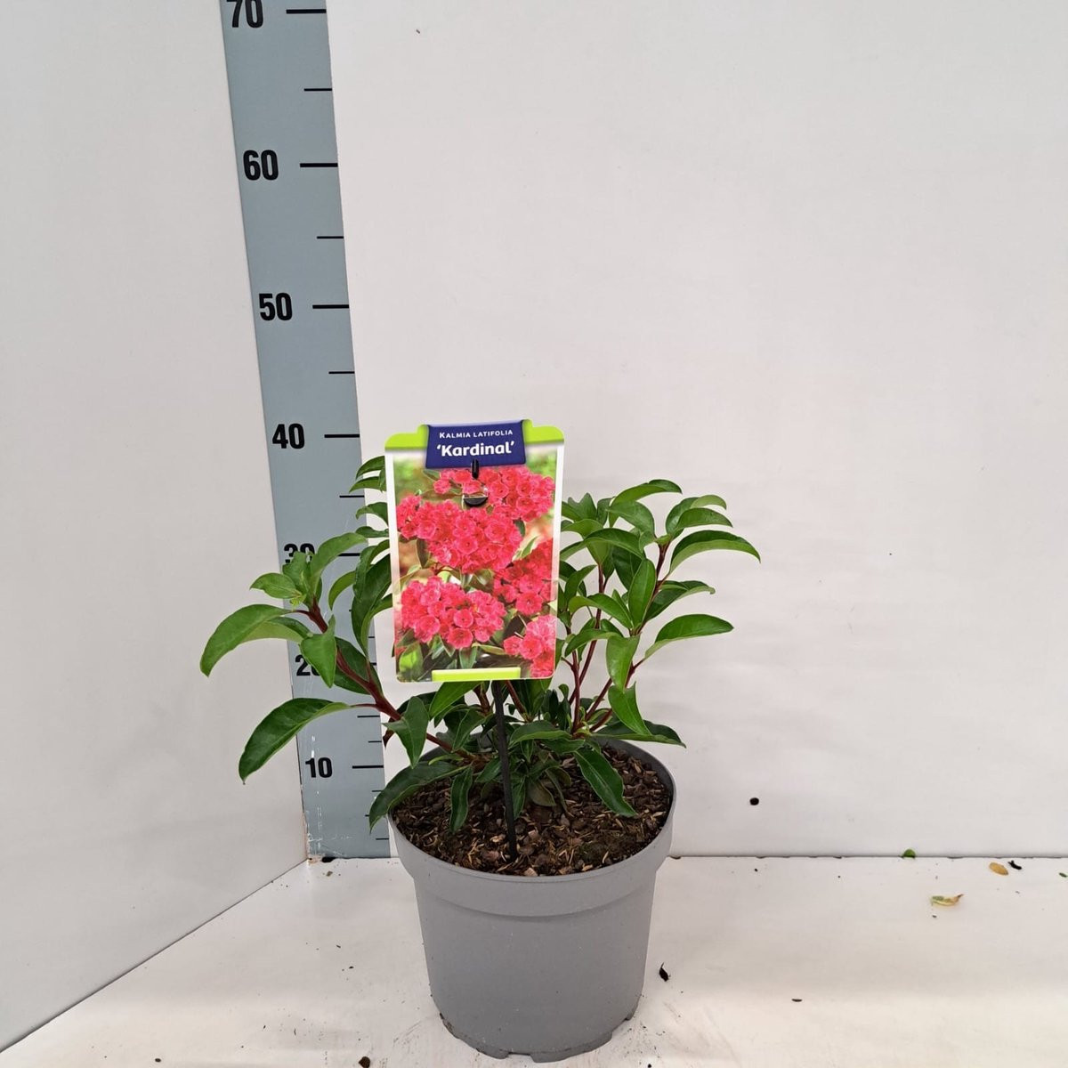 Kalmia lat. 'Kardinal' Berglaurier in pot
