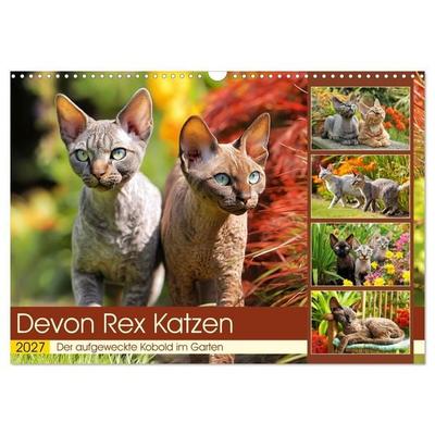 Devon Rex Katzen. Der aufgeweckte Kobold im Garten (Wandkalender 2027 DIN A3 quer), CALVENDO Monatskalender