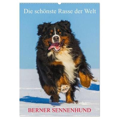 Die schönste Rasse der Welt - Berner Sennenhund (Wandkalender 2027 DIN A2 hoch), CALVENDO Monatskalender