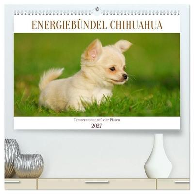Enegiebündel Chihuahua - Temperament auf vier Pfoten (hochwertiger Premium Wandkalender 2027 DIN A2 quer), Kunstdruck in Hochglanz